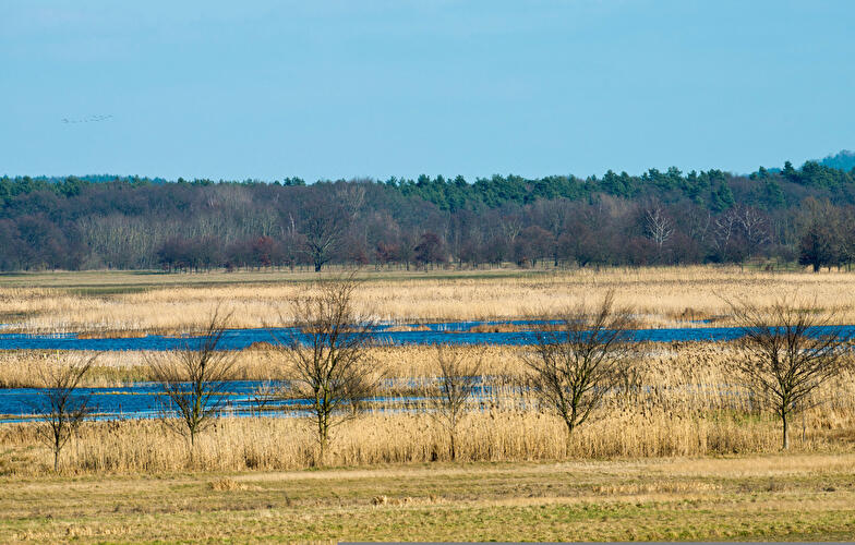 Feuchtgebiet Naturpark Westhavelland