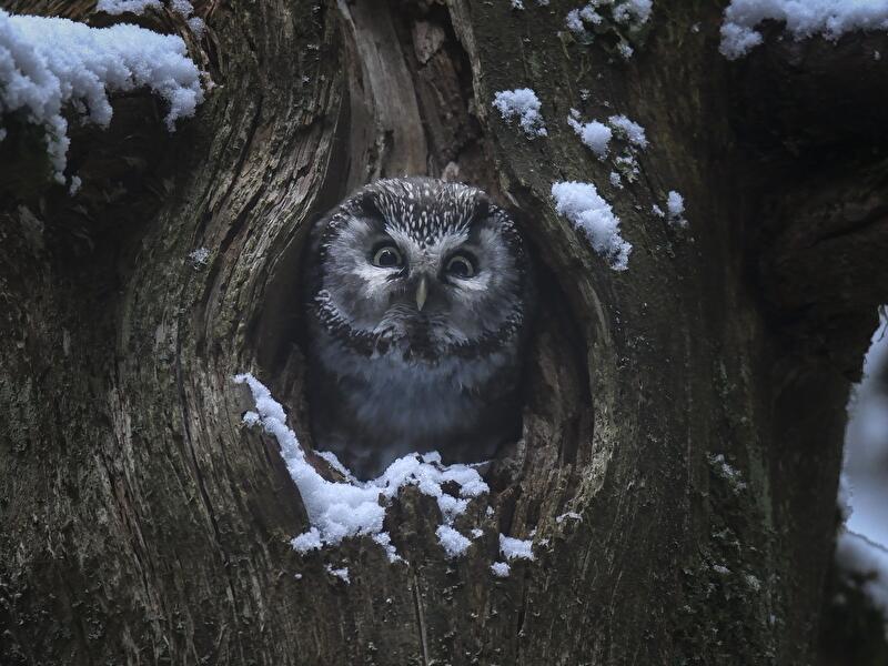 Das Flüstern der Wälder