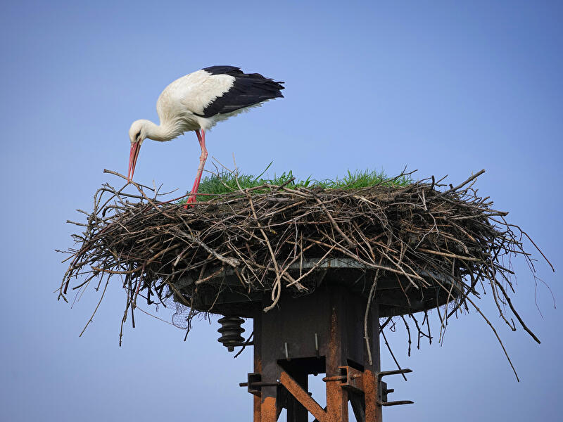Störche auf einem Nest in Linum