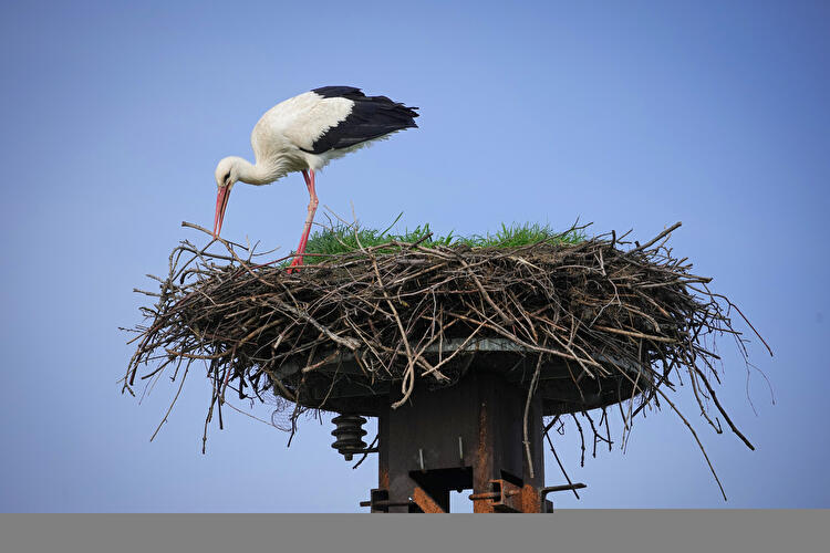 Störche auf einem Nest in Linum
