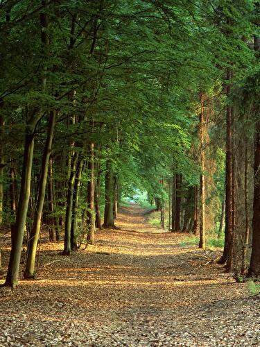 Im Wald