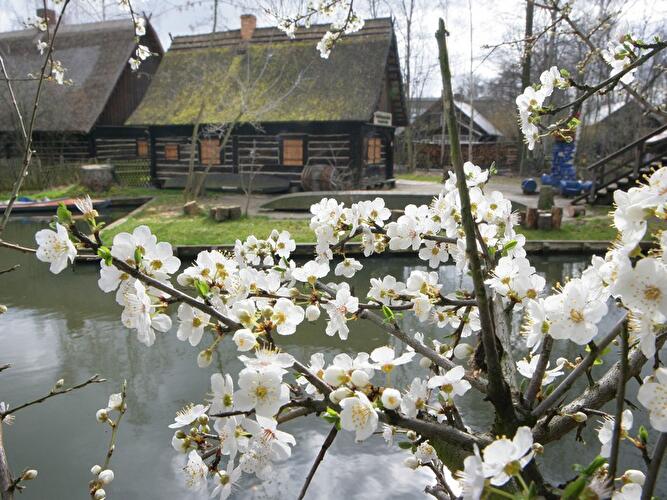Frühling im Spreewald