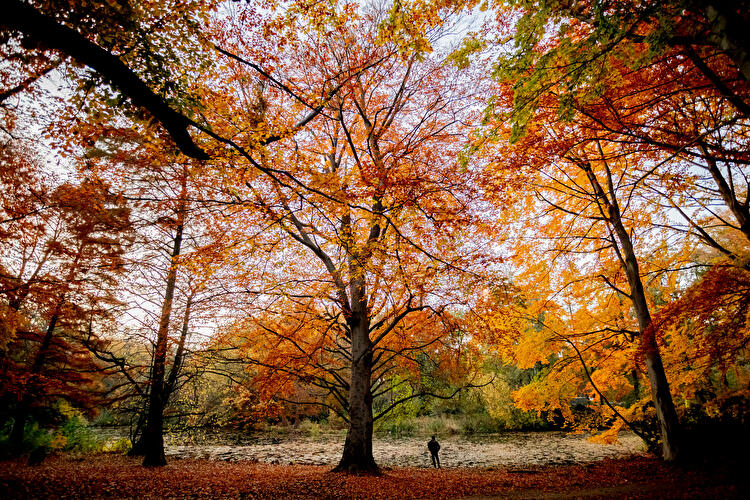 Herbstlich verfärbte Bäume im Tiergarten