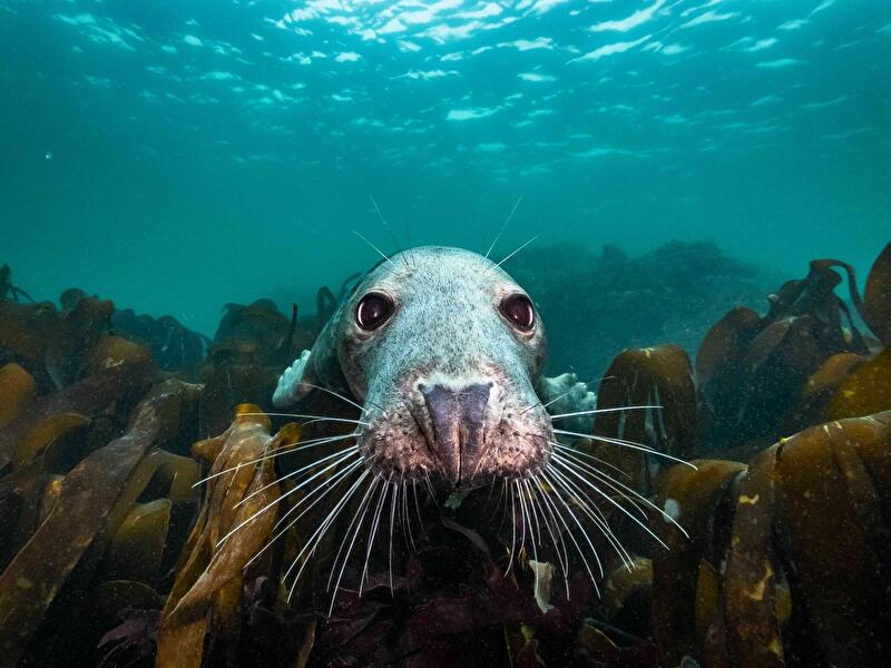 Die wilde Nordsee - Natur, die sich nicht zähmen lässt