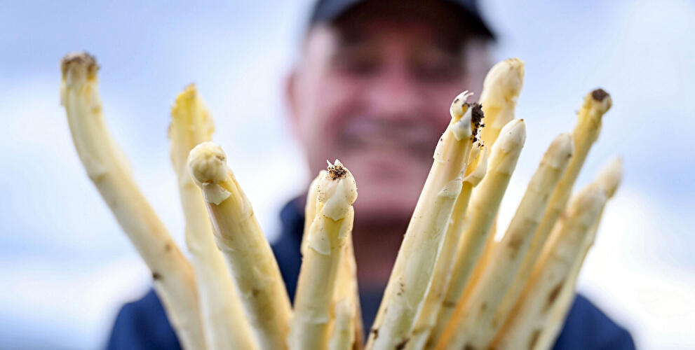 Mann erntet Spargel