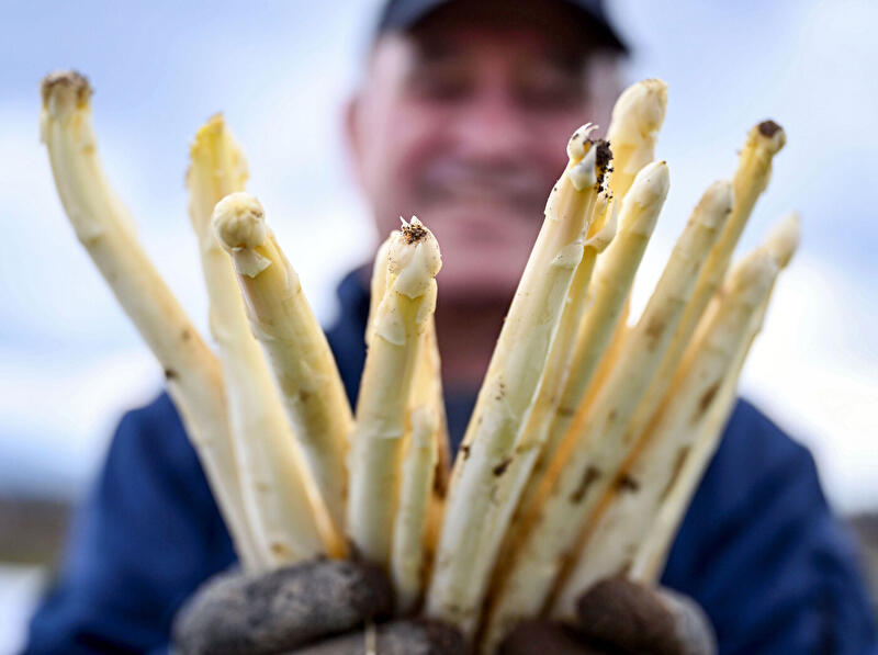 Mann erntet Spargel
