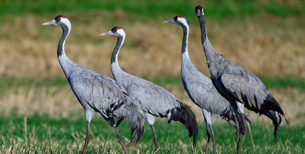 Kraniche auf einer Wiese