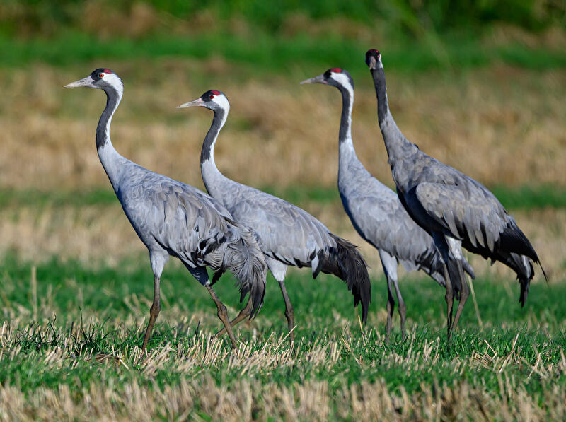 Kraniche auf einer Wiese