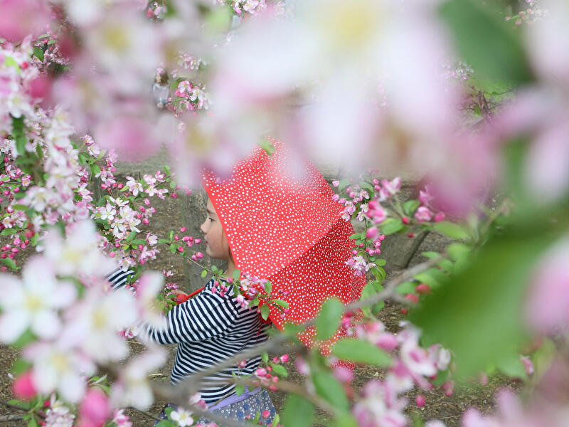 Kind unter blühendem Apfelbaum