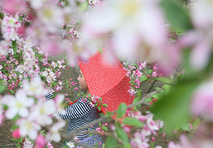 Child under a blossoming apple tree
