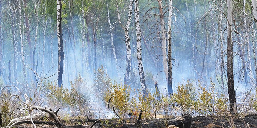 Waldbrände in Brandenburg