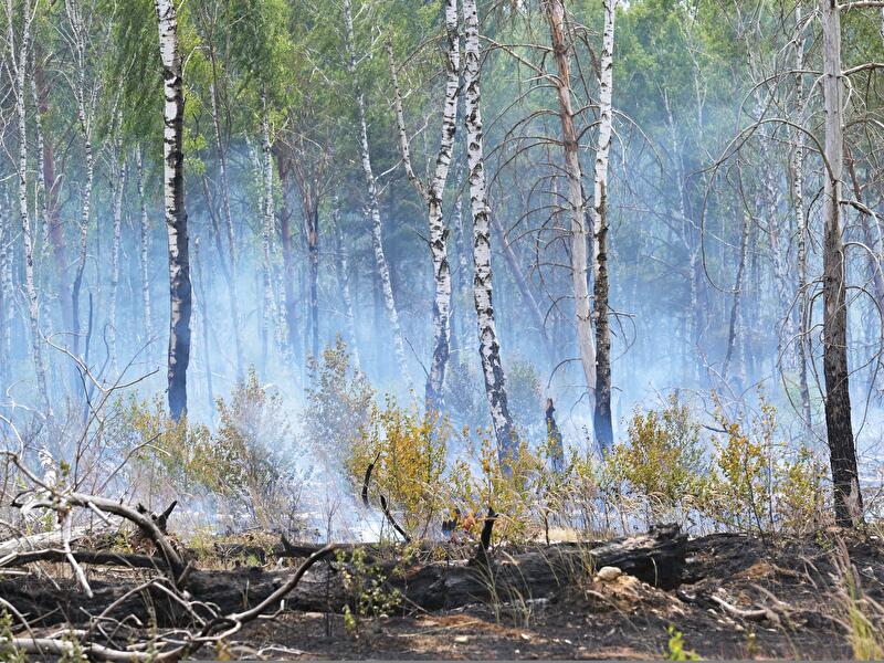 Waldbrände in Brandenburg
