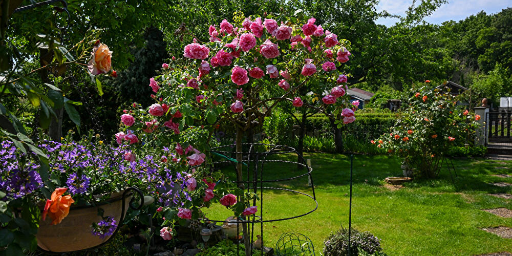 An allotment garden in Berlin