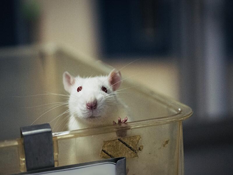 Future Science - Das Ende der Tierversuche?