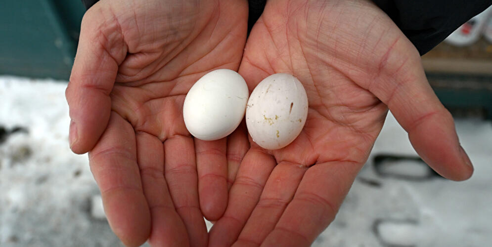 Eier