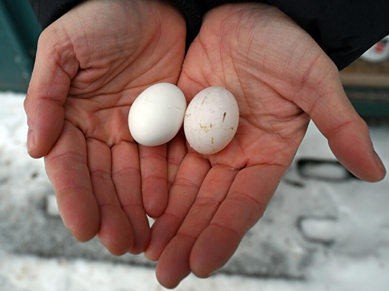Eier