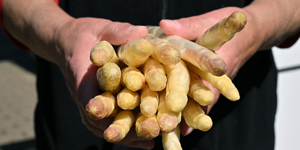 Eine handvoll Spargel