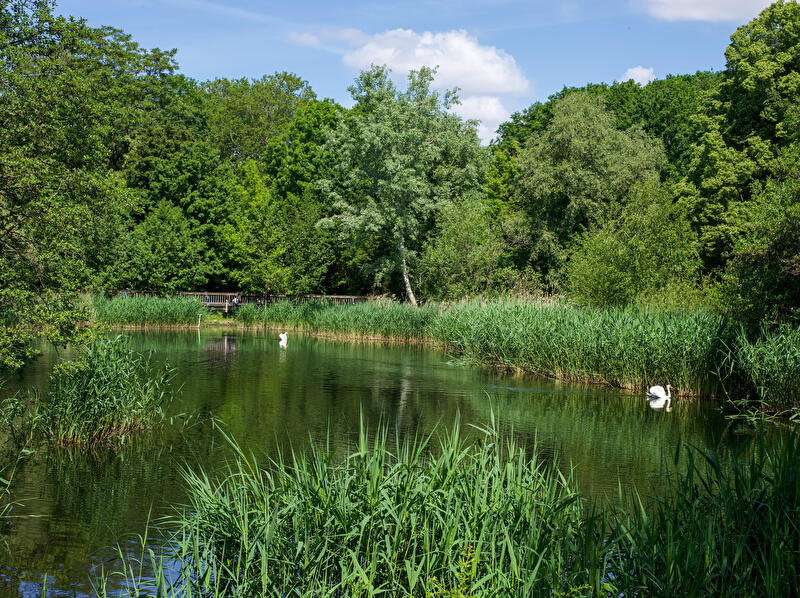 Rixdorfer Teich im Volkspark Hasenheide