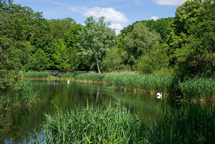 Rixdorfer Teich im Volkspark Hasenheide