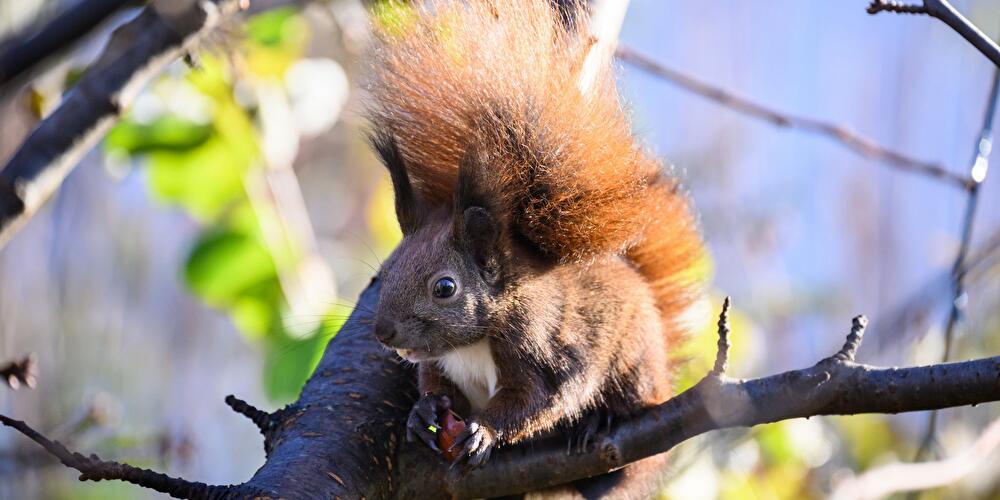 Eichhörnchen
