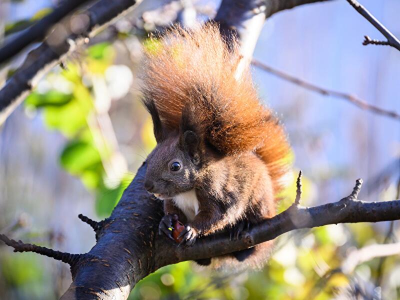 Eichhörnchen