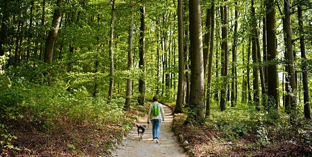 Spaziergang im Wald mit Hund