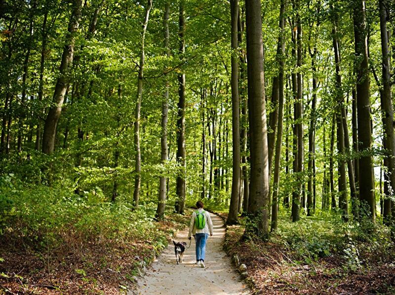 Spaziergang im Wald mit Hund