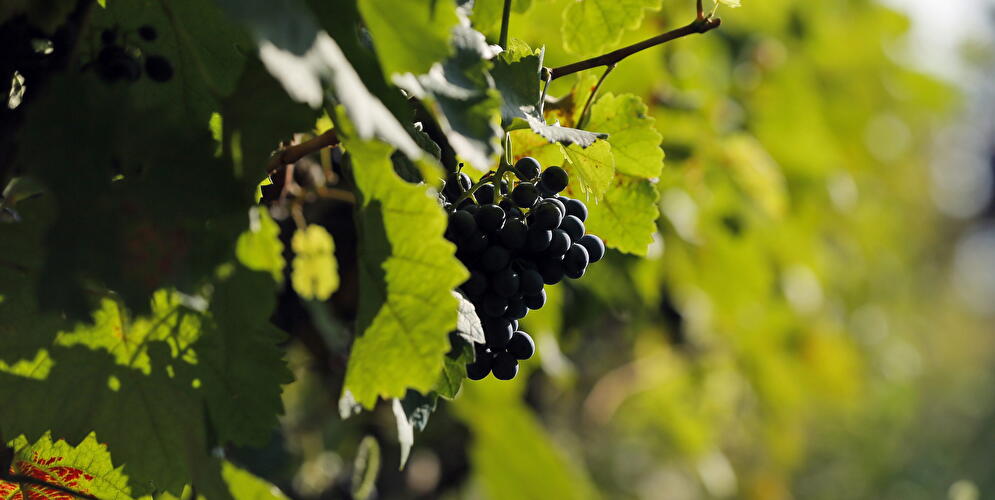Grapevines with grapes