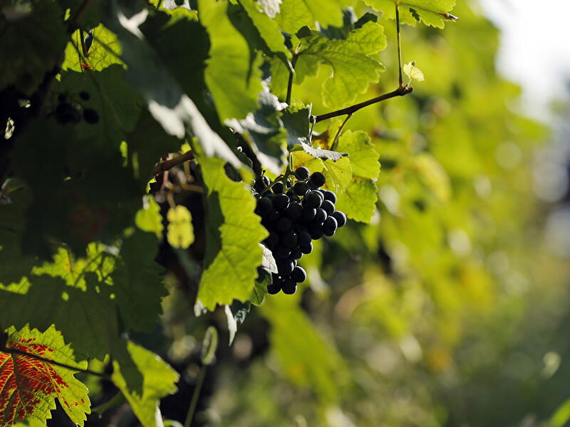 Weinreben mit Weintrauben