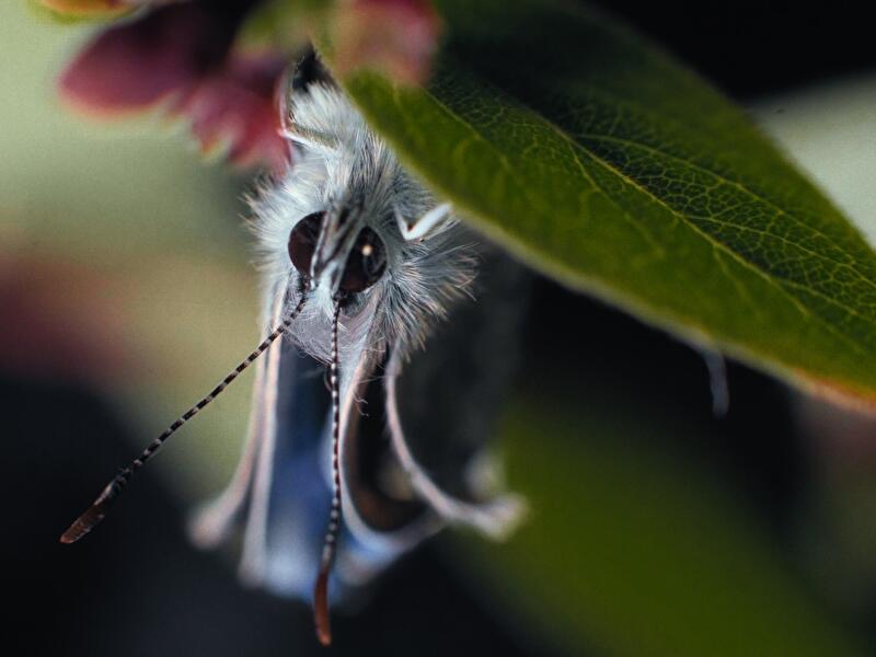 Insekten - Helden im Verborgenen