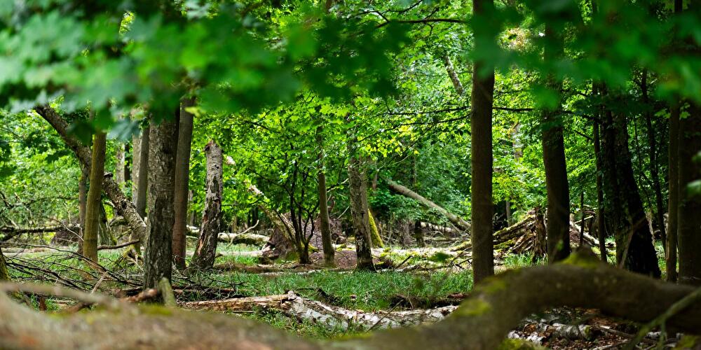 Berliner Wälder