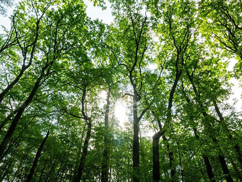 Wald
