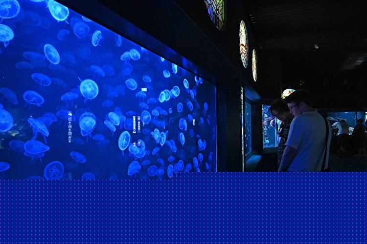 Menschen schauen in ein Aquarium mit Quallen im Aquarium Berlin.