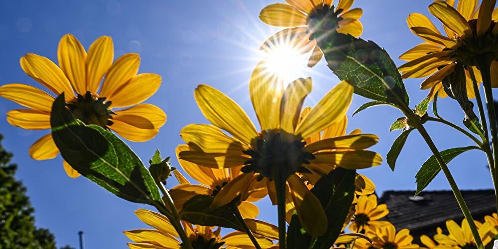 Gelbe Sonnenhut-Blüten von unten fotografiert, mit der Sonne, die zwischen den Blütenblättern hindurchstrahlt, vor blauem Himmel.