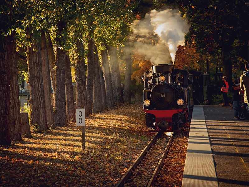 Historische Dampflok der Parkeisenbahn fährt durch herbstliche Allee an einem Bahnsteig.