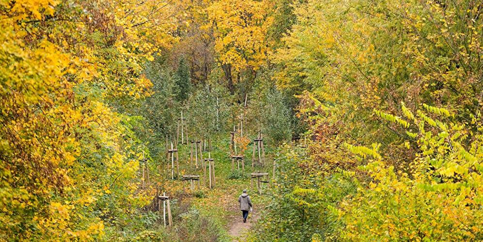 Person geht auf einem Weg durch herbstlich gefärbten Wald mit jungen Bäumen.