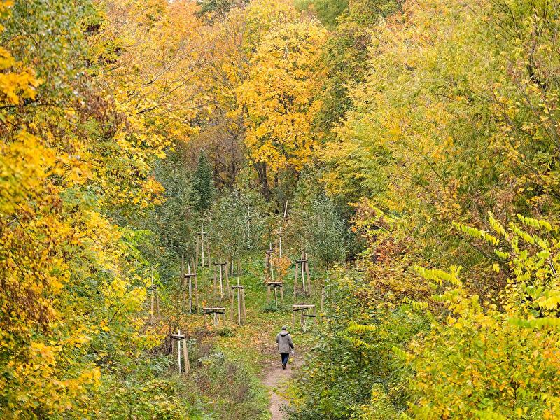 Person geht auf einem Weg durch herbstlich gefärbten Wald mit jungen Bäumen.