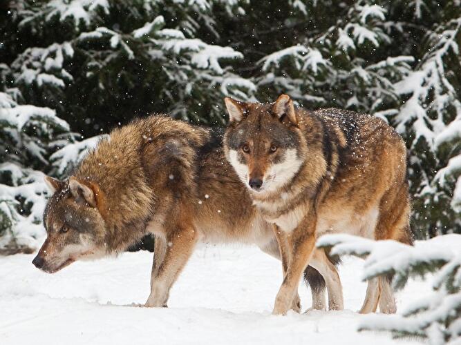 Wölfe im Wildpark Schorfheide