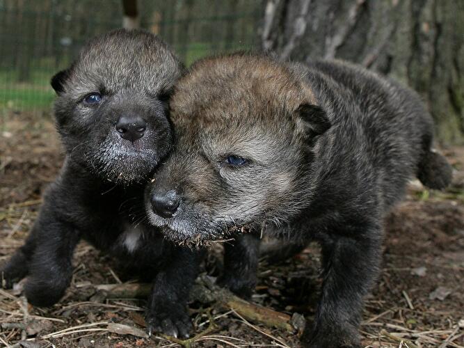 Wolfswelpen im Wildpark Schorfheide
