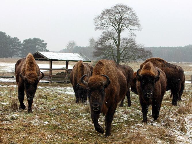 Wisente im Wildpark Schorfheide
