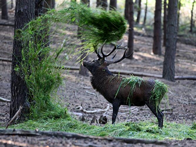 Rothirsch im Wildpark Schorfheide