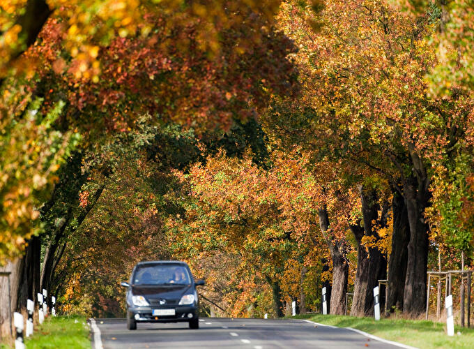 Brandenburger Allee im Herbst