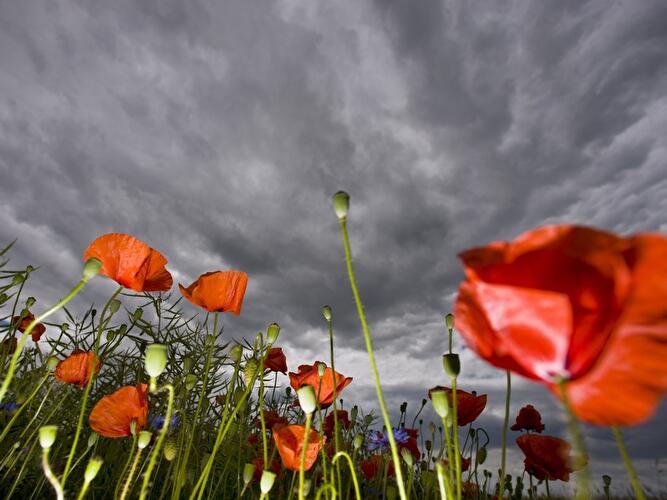 Regenwolken über Mohnblumen
