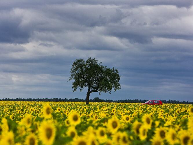 Regenwolken über Sonnenblumenfeld