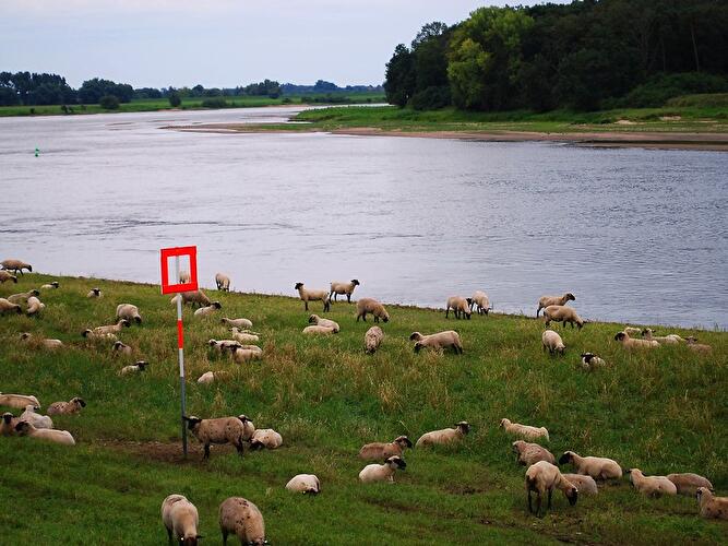 Elbe bei Lenzen