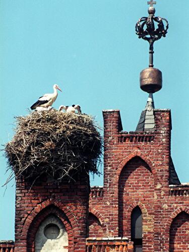 Storchennest auf Dorfkirche Linum