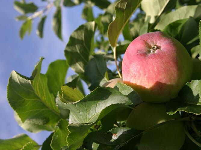 Apfelbaum
