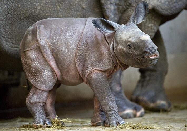 Panzernashorn
