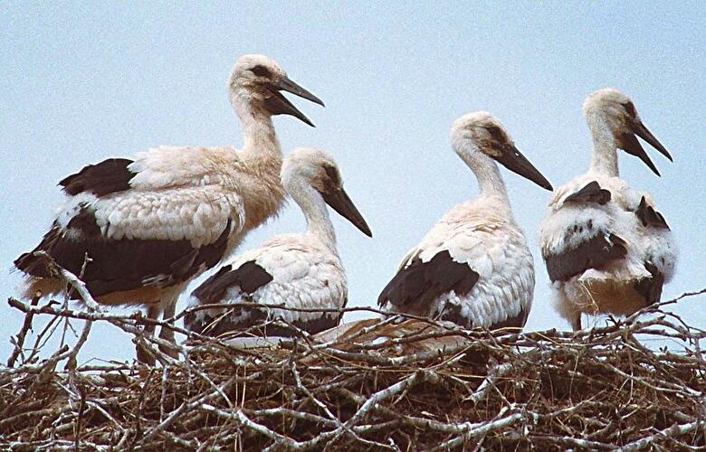 Jungstörche im Spreewald