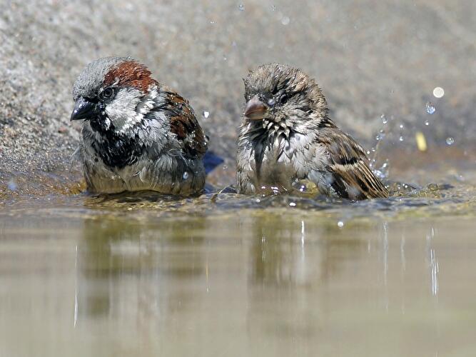 Baden am Ufer des Lietzensees